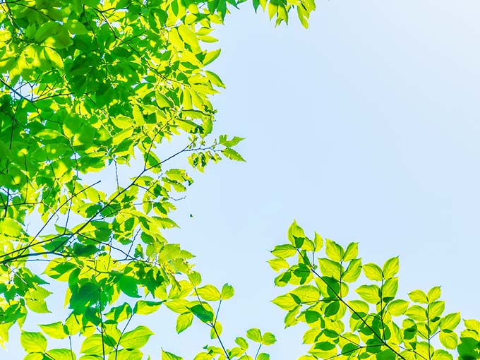 Gestión Medioambiente (ISO14001)