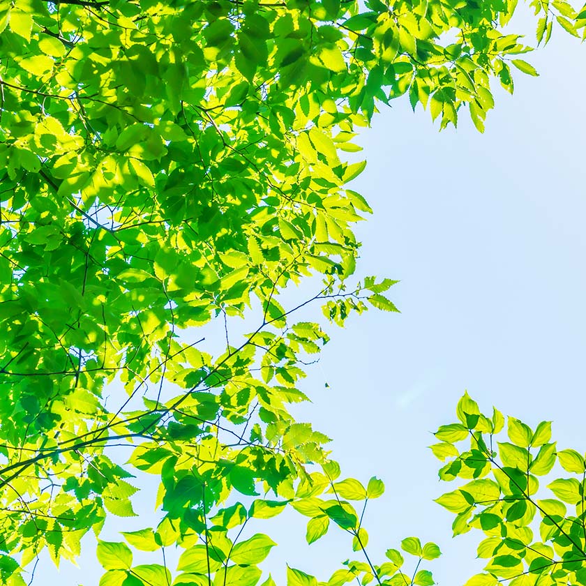 Gestión Medioambiente (ISO14001)